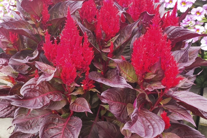 Целозия перистая