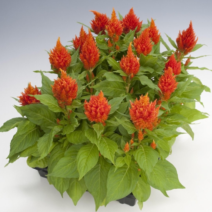 Целозия метельчатая оранжевая