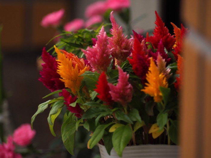 Целозия цветок