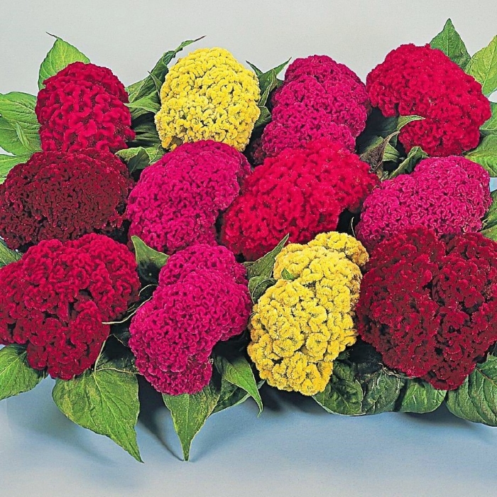 Целозия гребенчатая корона