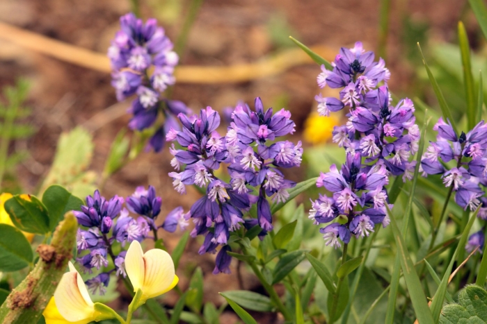 Истод сибирский (polygala sibirica)