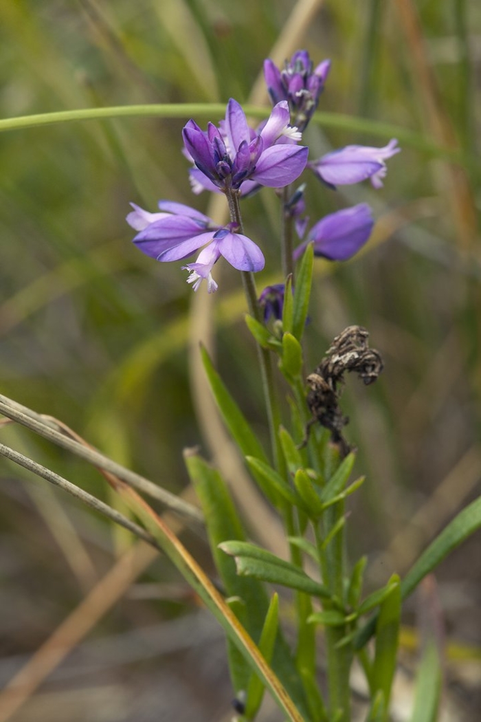 Истод гибридный_polygala hybrida