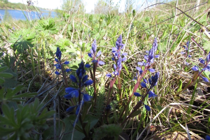 Истод горьковатый