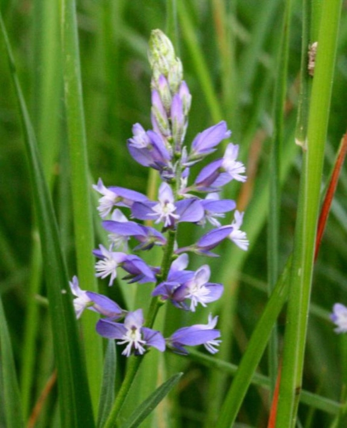 Polygala serpyllifolia