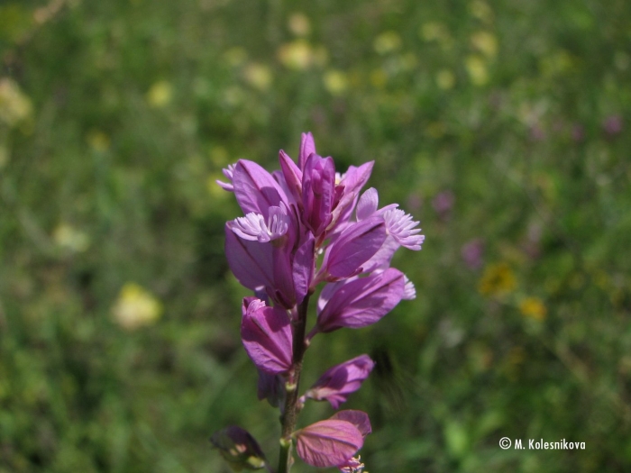 Истод хохлатый