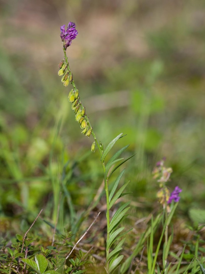 Истод хохлатый