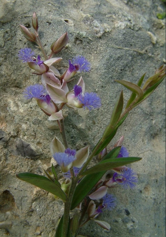Polygala sibirica
