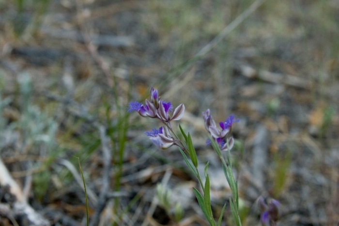 Истод тонколистный