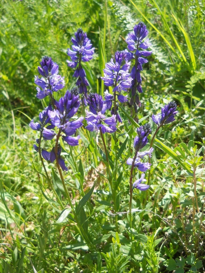 Истод тонколистный