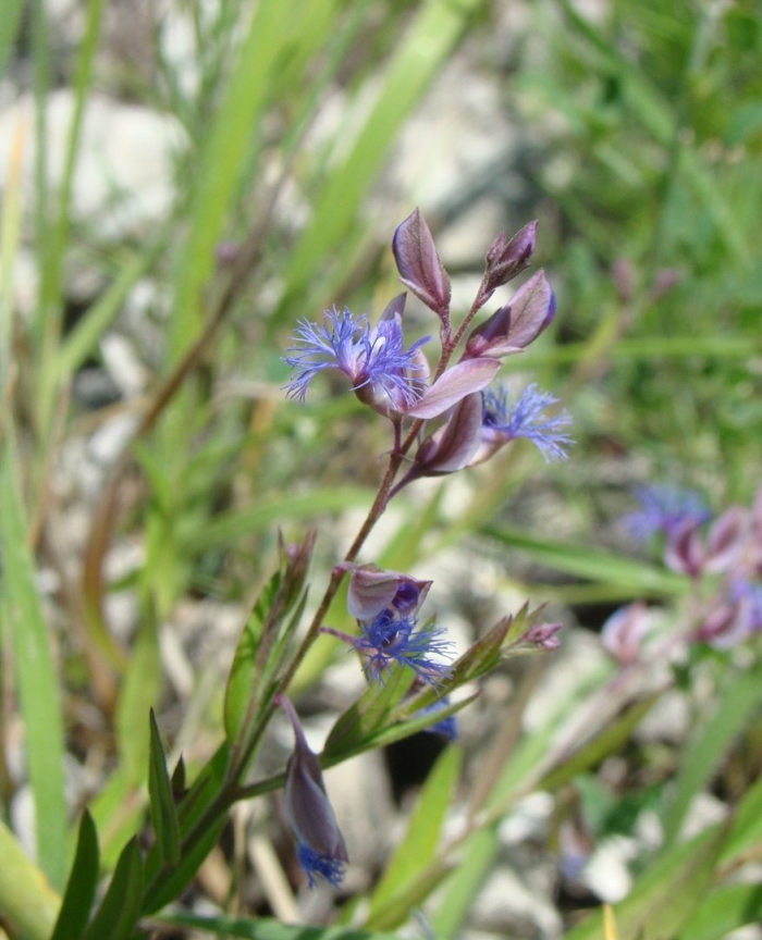 Polygala sibirica