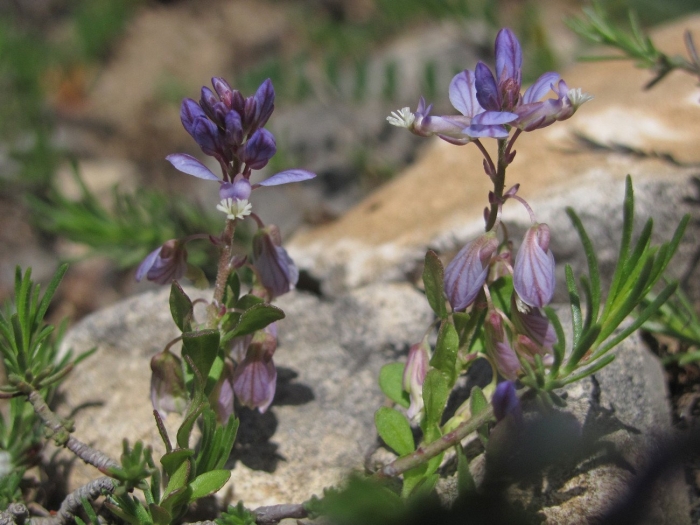 Истод сибирский (polygala sibirica)