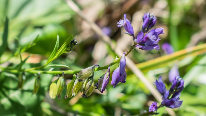 Polygala vulgaris