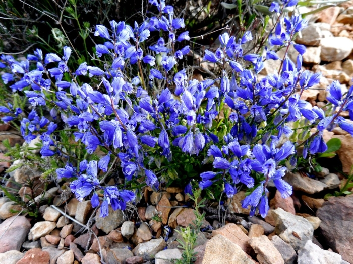 Polygala calcarea