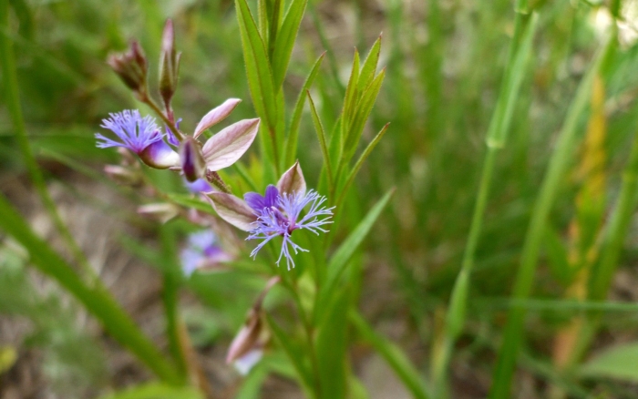 Polygala tenuifolia