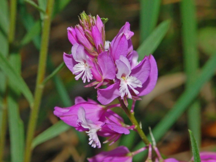 Polygala vulgaris