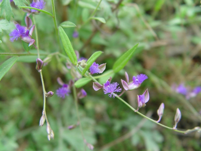 Polygala tenuifolia