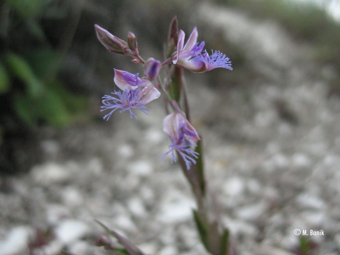 Истод тонколистный