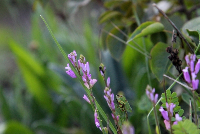 Истод тонколистный