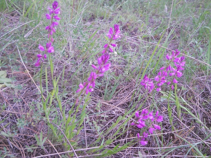 Polygala major