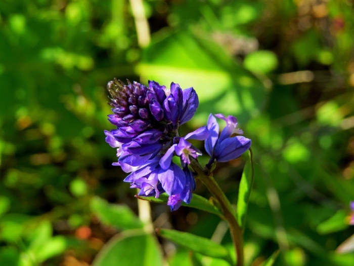 Истод гибридный