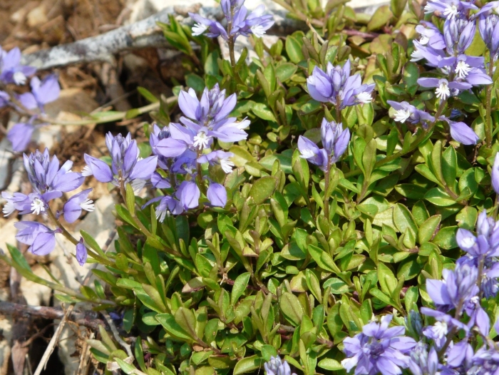 Polygala calcarea