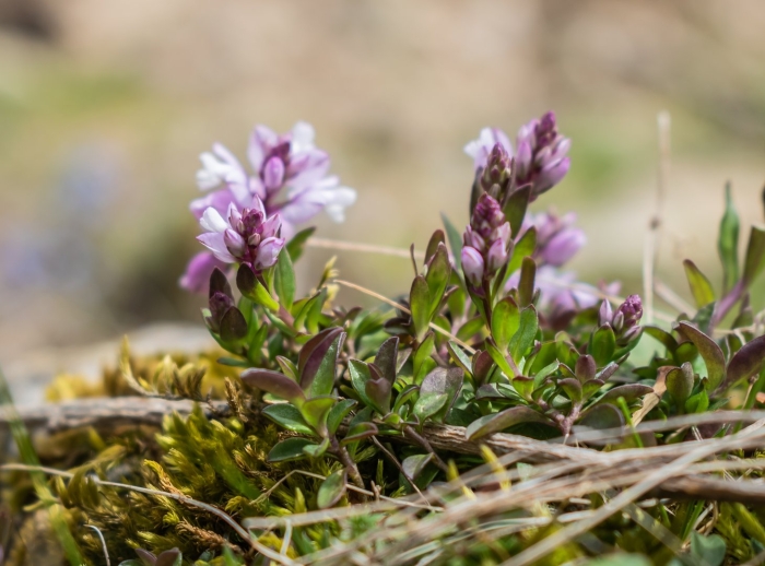 Polygala calcarea