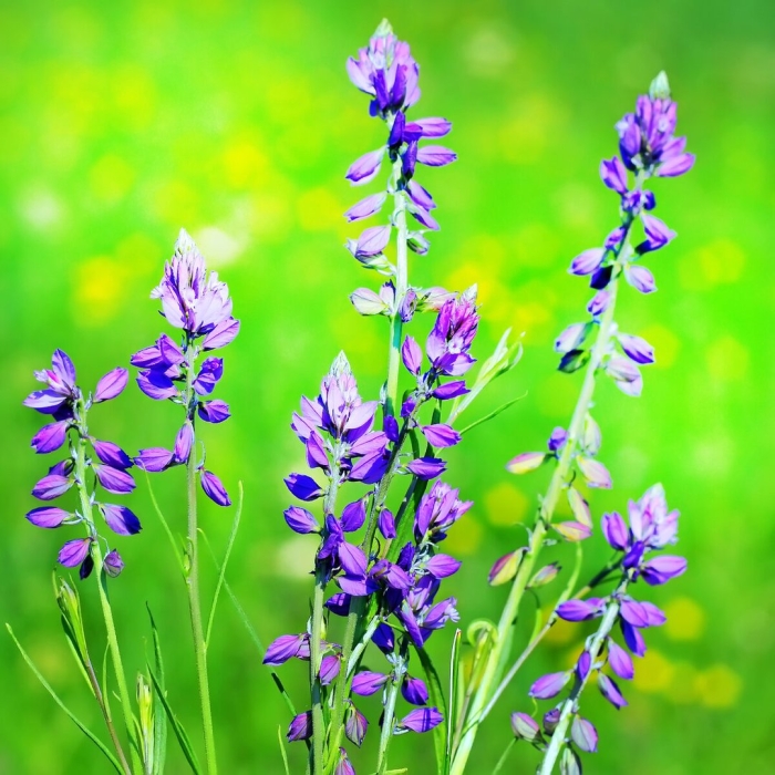 Истод тонколистный