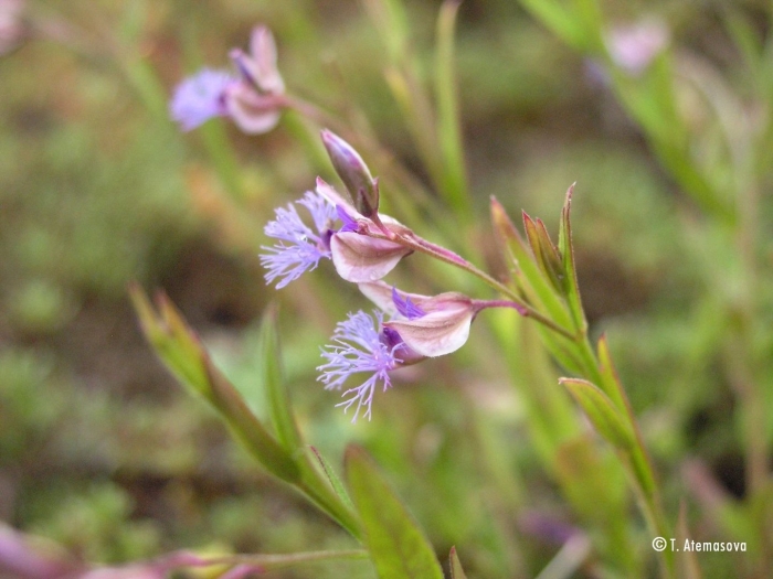 Истод сибирский (polygala sibirica)