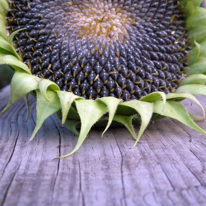 Helianthus annuus семена подсолнечника