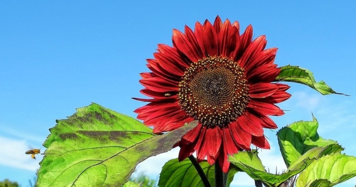 Подсолнечник однолетний малиновая королева