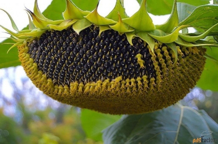 Гибриды подсолнечника сингента