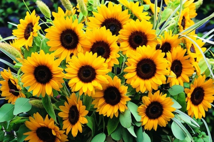 Подсолнух (гелиантус) санрич оранж