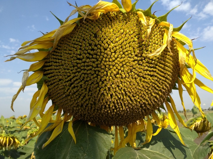 Гибрид подсолнечника норд