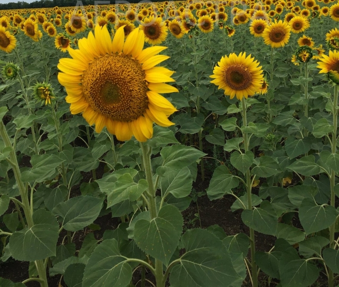Сорт подсолнечника воронежский 638