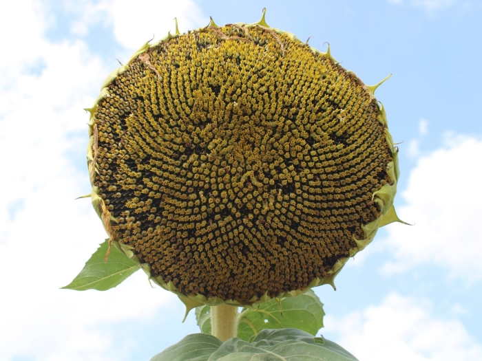 Подсолнечник орешек