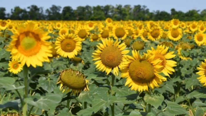 Масличные культуры поля