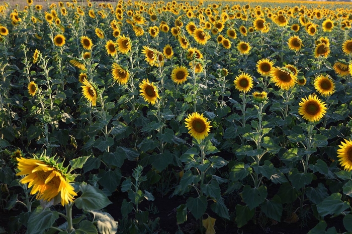 Подсолнечник многолетний максимилиан