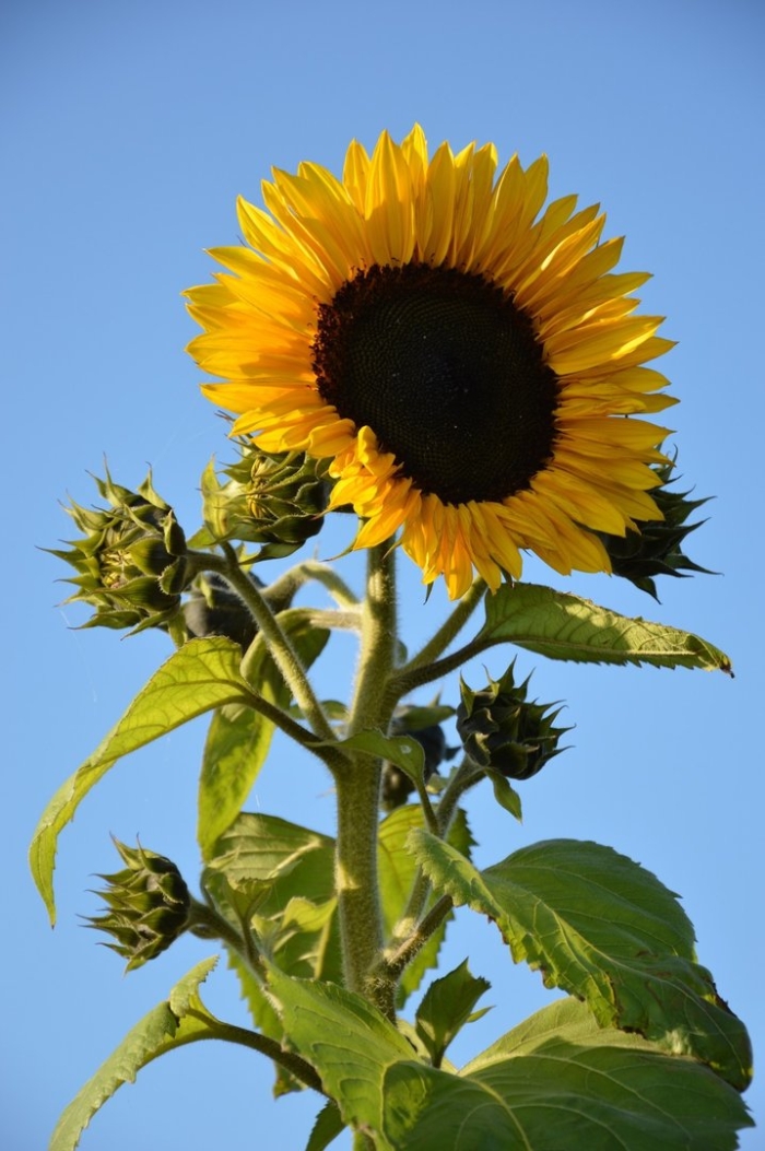 Подсолнух санрич оранж