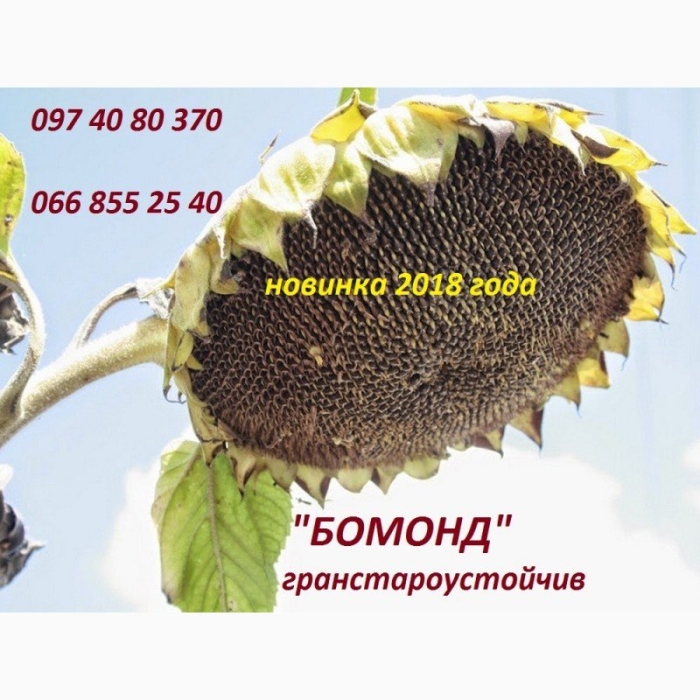 Нк конди гибрид подсолнечника