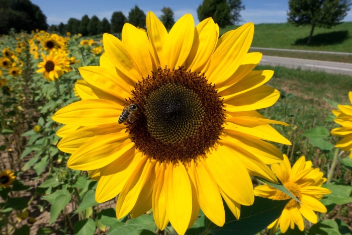 Подсолнечник однолетний (helianthus annuus