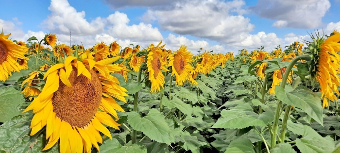 Сорт подсолнечника вниимк 8883