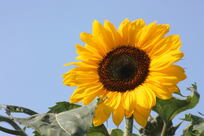 Гелиантус (подсолнечник обыкновенный) однолетний