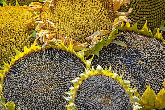 Сингента суматра подсолнечник