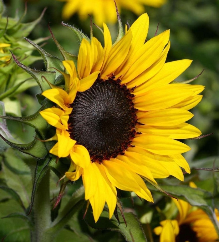 Подсолнечника вероника гибрид