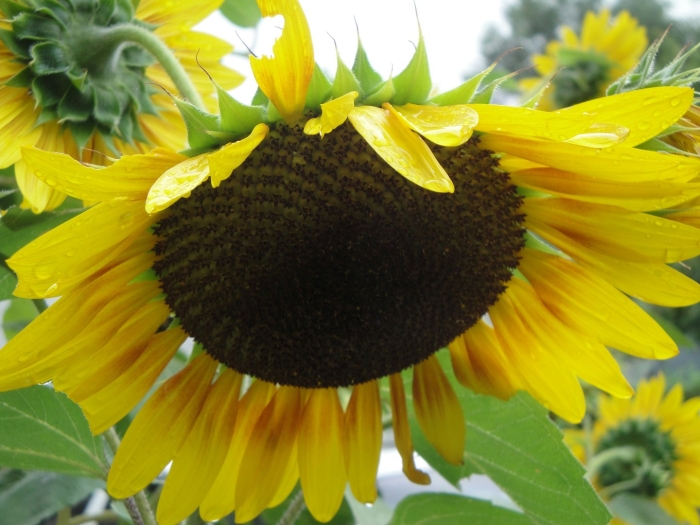 Подсолнечник кубанские семечки