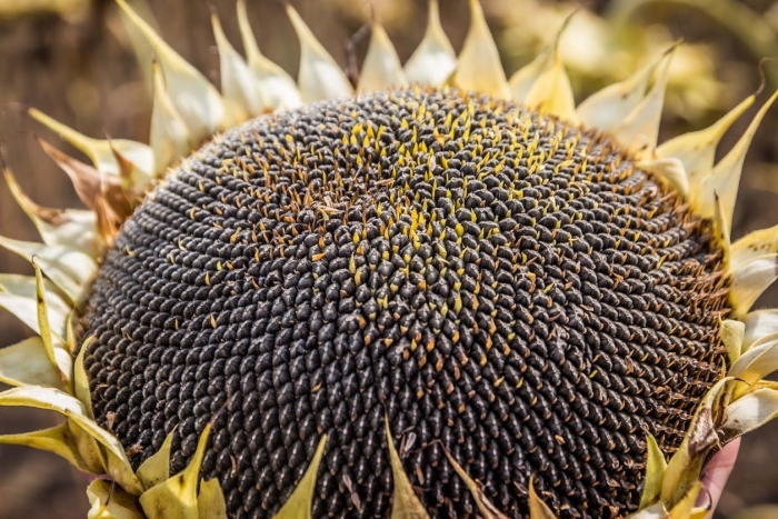 Нсх 6341 гибрид подсолнечника