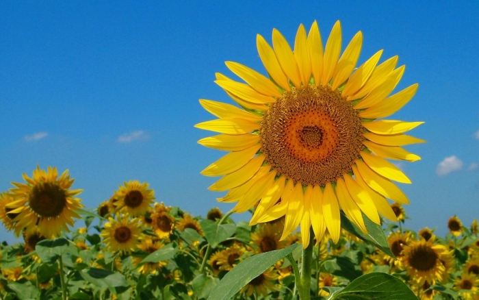 Sunflower field