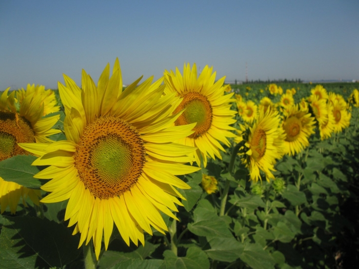 Подсолнечник однолетний медвежонок