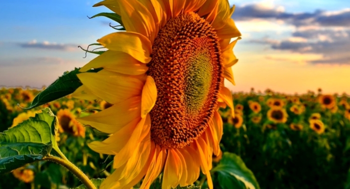 Гибрид подсолнечника лимагрейн