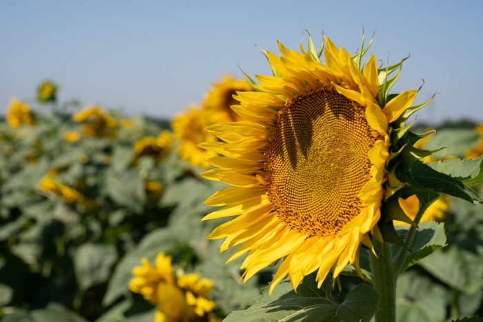 Сорта подсолнечника